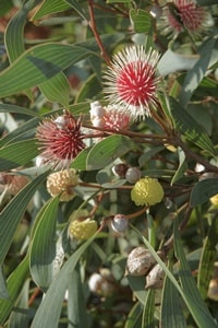 ピンクッション・ハケアフィッツジェラルド・リバー国立公園